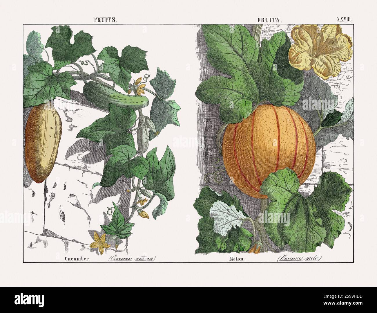 BRITISH SUMMER FRUITS Vintage Botanical Antique A3/A4 Poster WALL