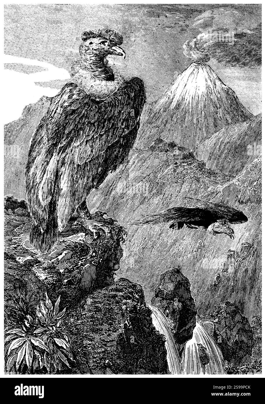 Condor de los andes hi-res stock photography and images - Alamy