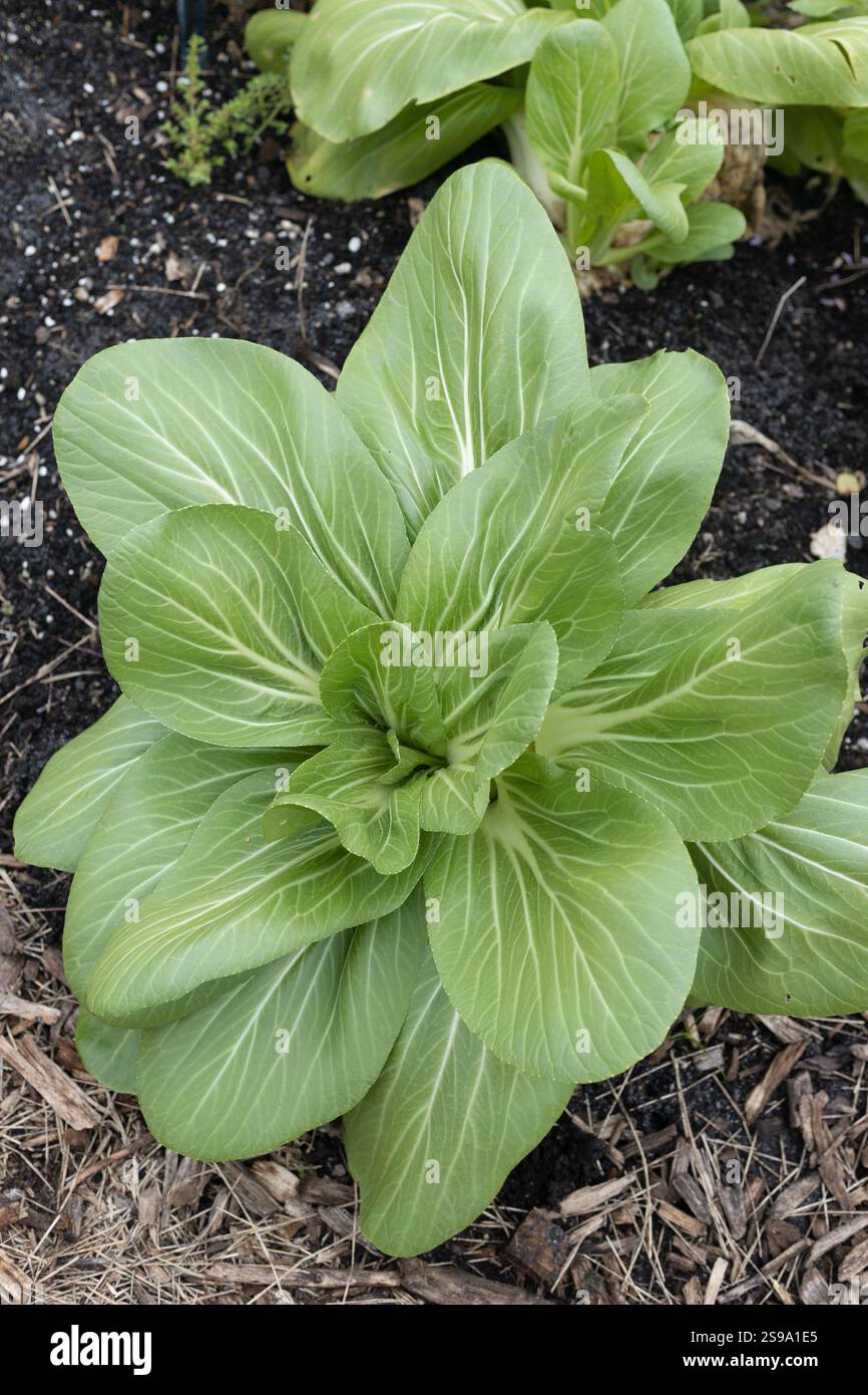 Brassica rapa chinensis - bok choy growing in a garden Stock Photo - Alamy