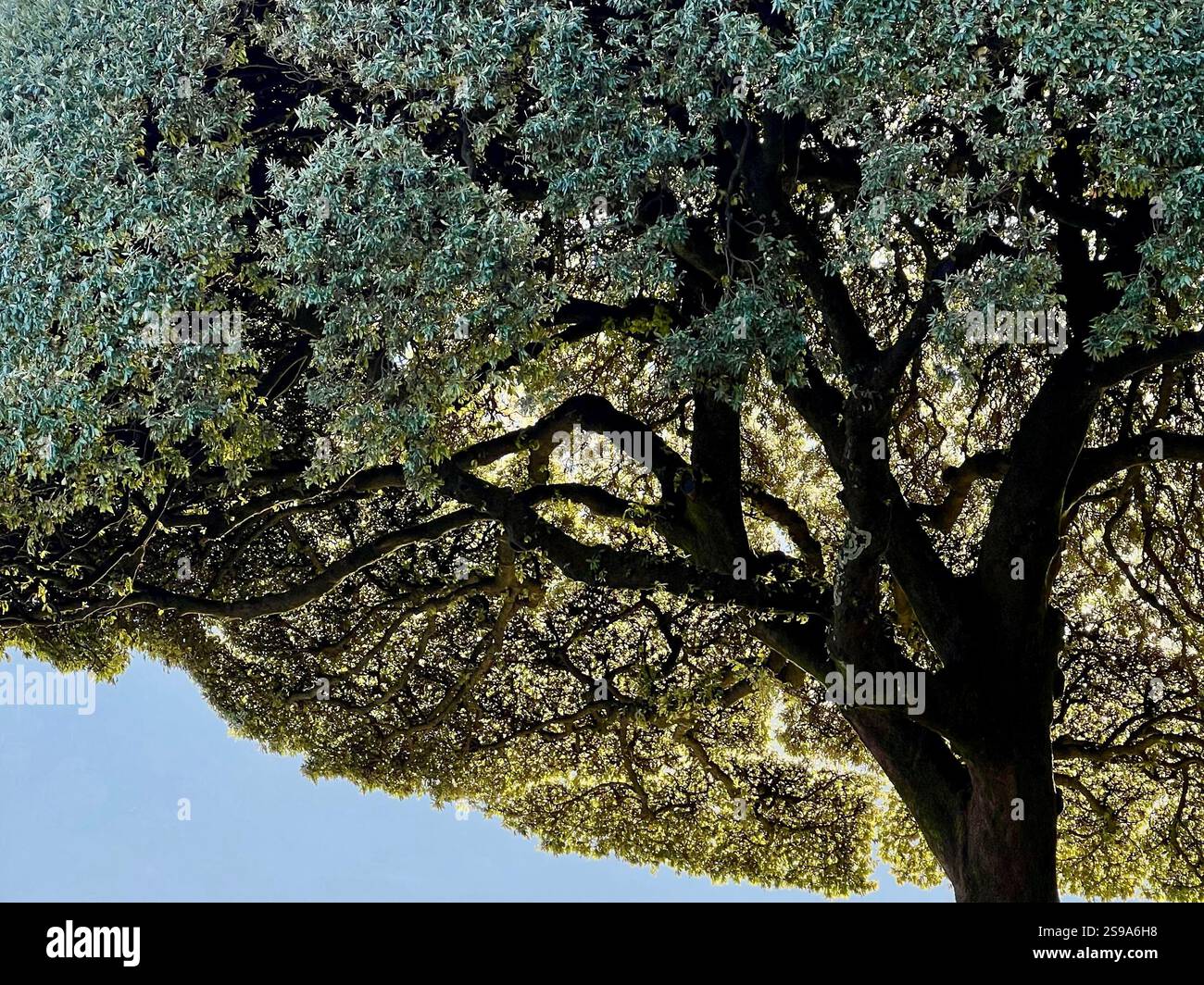 Tree of paradise - Smartphone Captured Stock Image