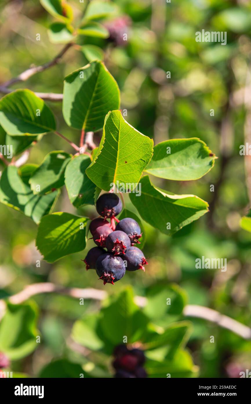 Saskatoon berry plant and fruit hi-res stock photography and images - Page  3 - Alamy