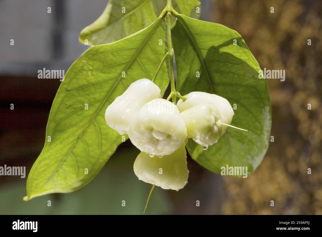 Rose apple Bengal hanging from a tree Stock Photo