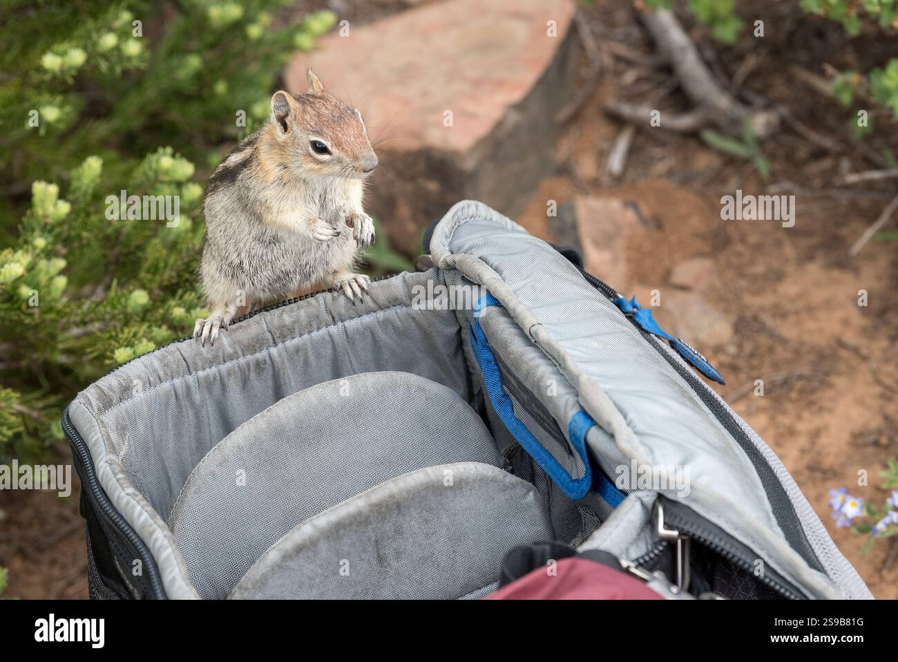 Chipmonk on a camera bag, Wallowa Mountains, Oregon Stock Photo - Alamy