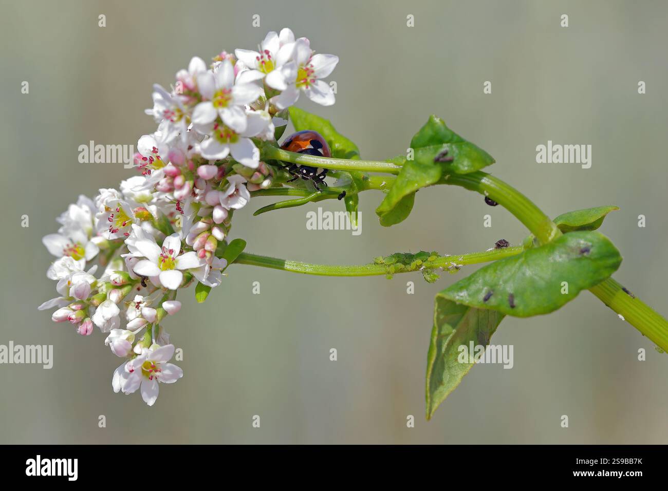 Wingless Ladybug Ladybug hunting on green aphids on a buckwheat plant in a crop field. A ...