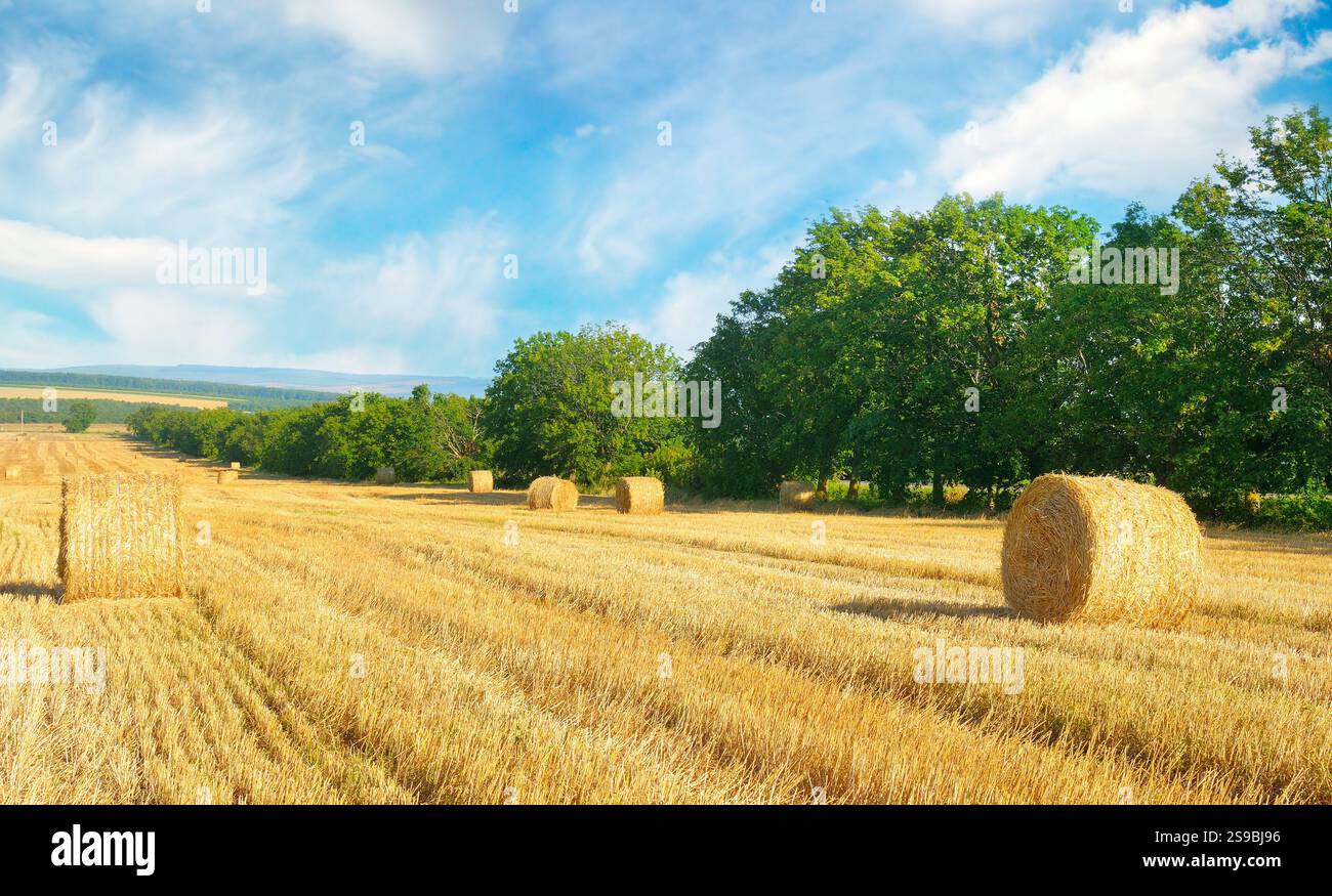 Straw bales on a wheat field and blue sky. Agricultural landscape Stock ...