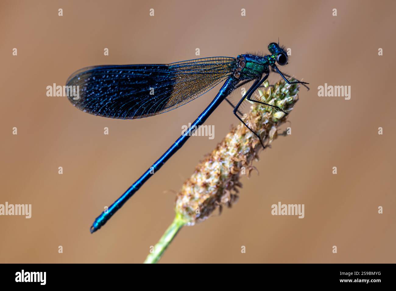 A delicate damselfly rests gracefully on a curved blade of grass ...