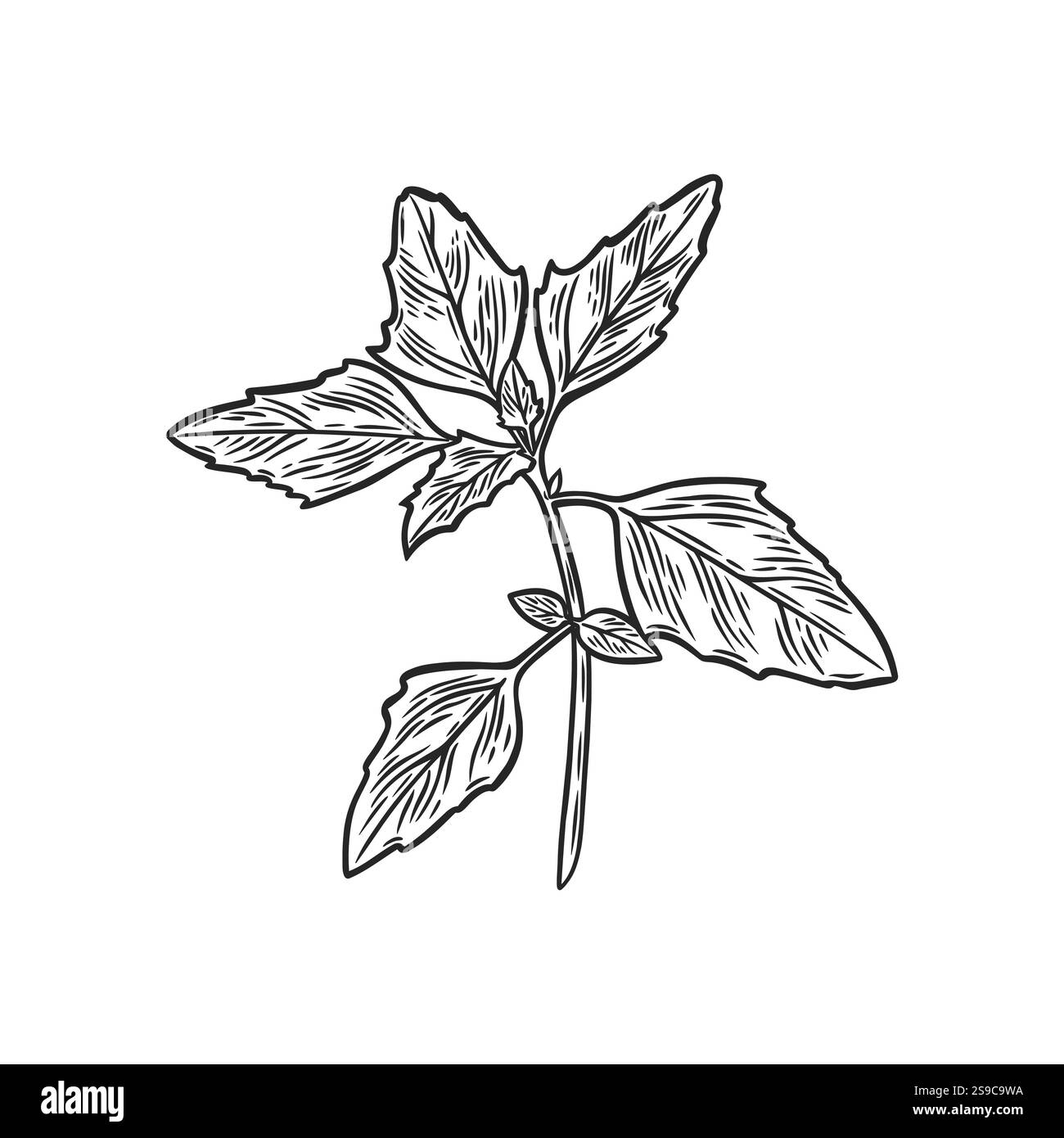 Quinoa plant isolated Stock Vector Images - Alamy