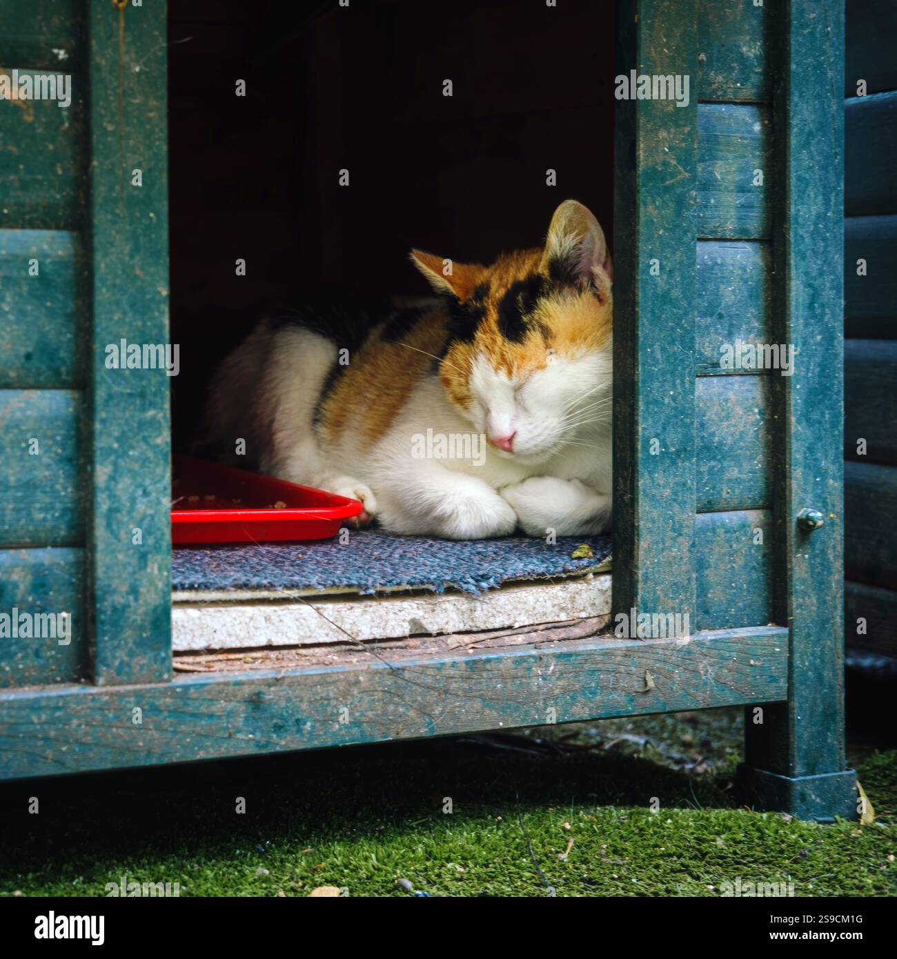 Calico Cat Sleeping Peacefully in Wooden Shelter Stock Photo - Alamy