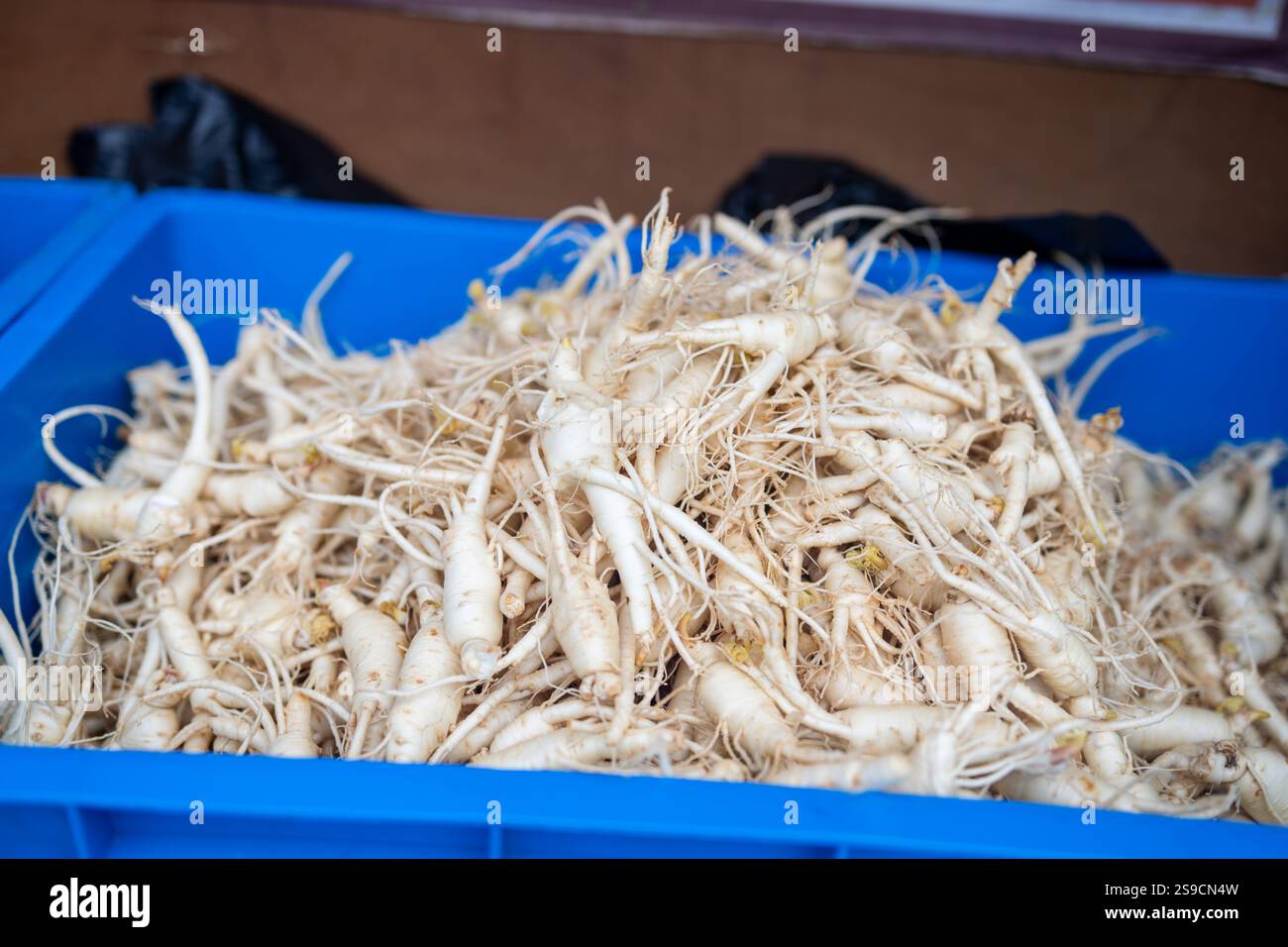 Roots Inblue A blue container is filled with a large pile of white roots. The roots ...