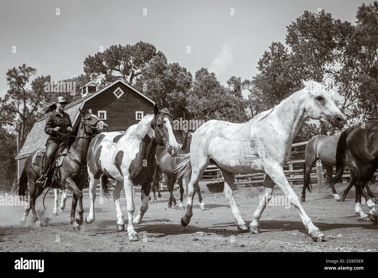 Cowgirl getting ready for the day at a Dude Ranch in Montana Stock ...