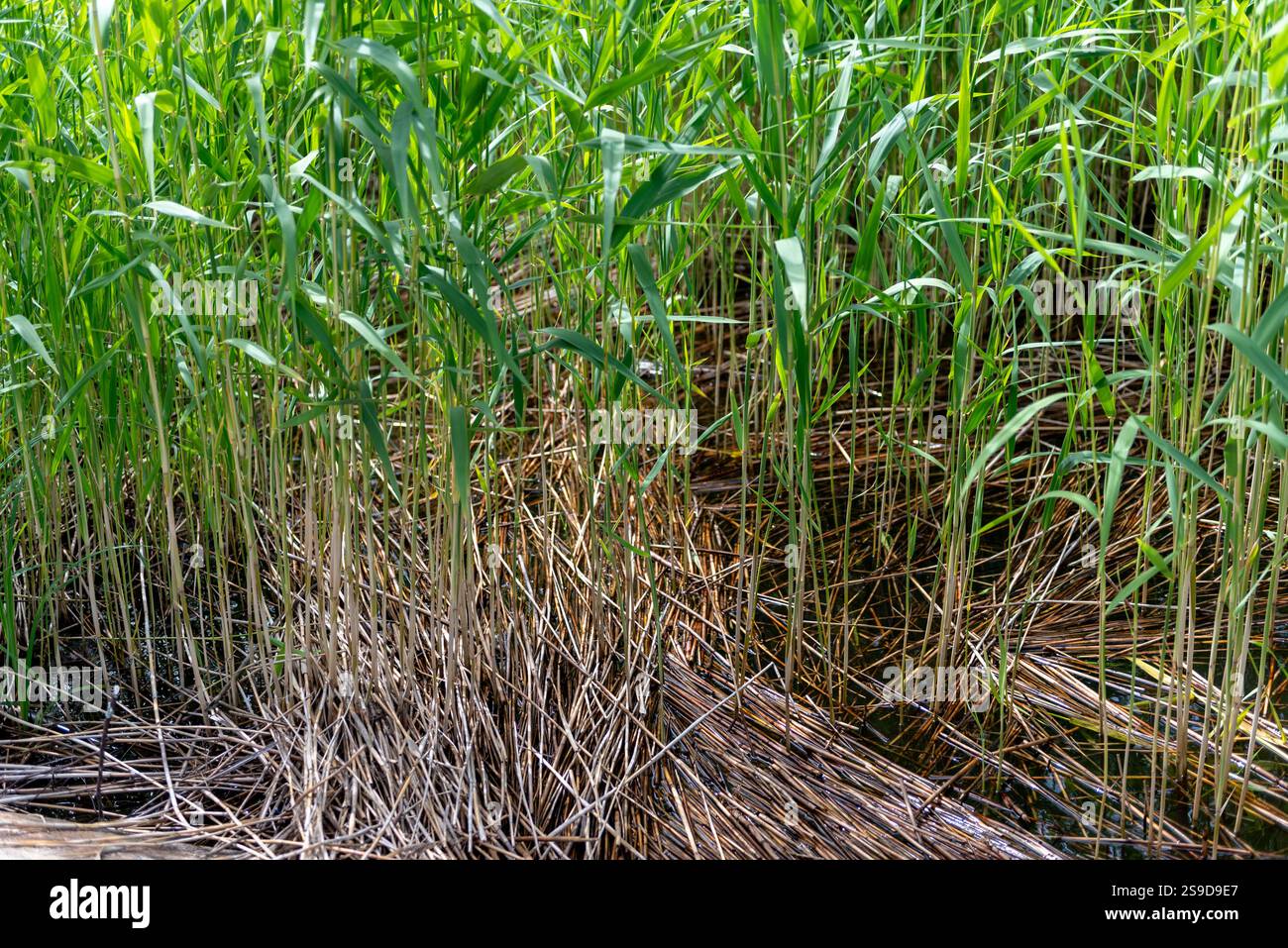 Phragmites australis, known as the common reed, is a species of ...