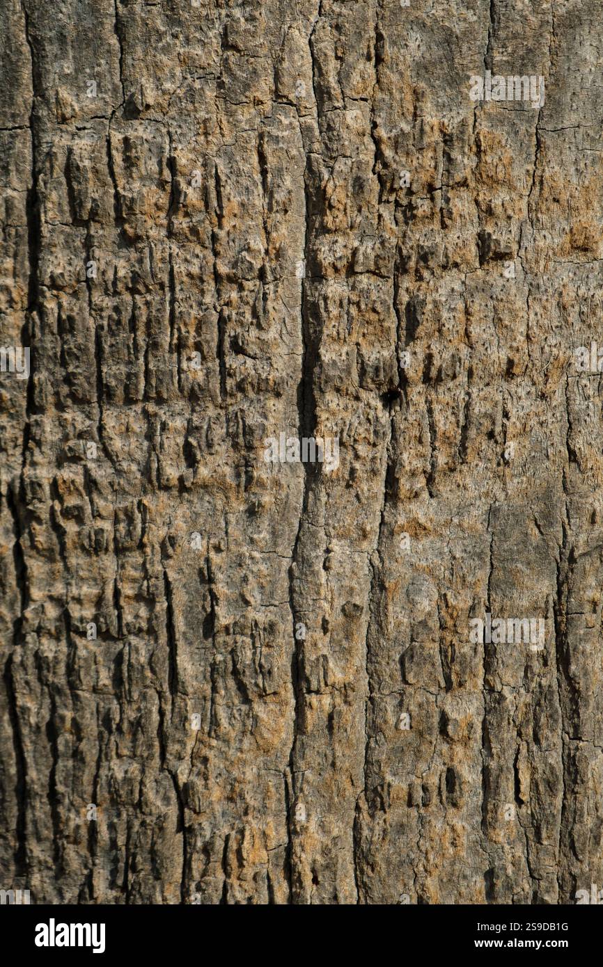Close-up of rough tree bark texture from a Mediterranean palm tree ...