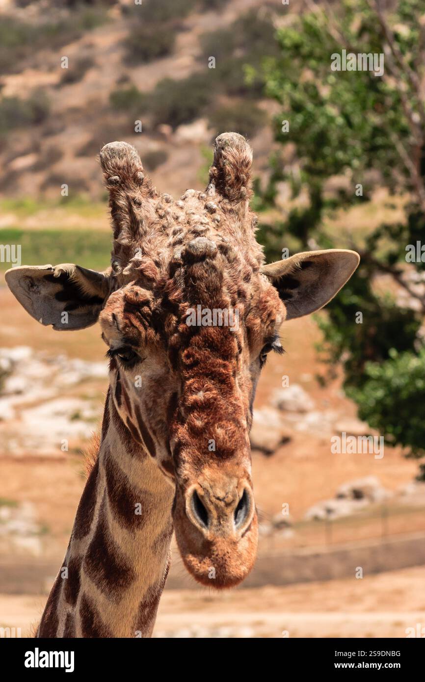 A giraffe with a long neck and brown spots is looking at the camera. The giraffe is in a field with trees in the background Stock Photo