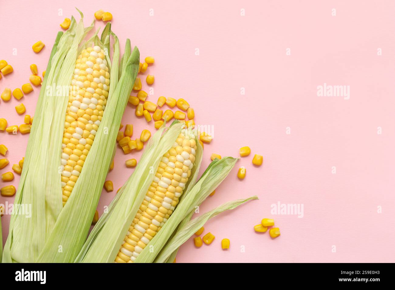Fresh corn cobs with seeds on pink background Stock Photo