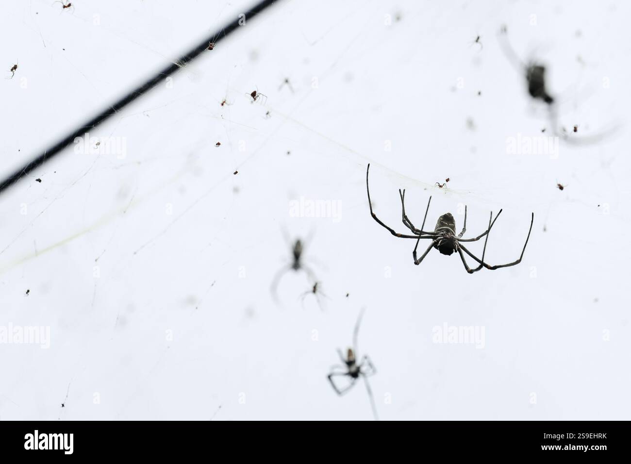 Interesting What Are A Group Of Spiders Called Gallery