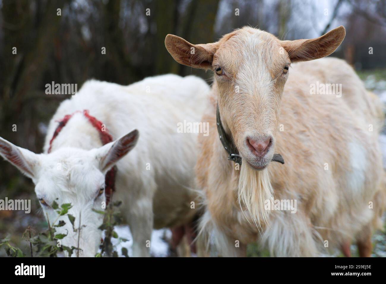Two goats are standing closely next to each other Stock Photo