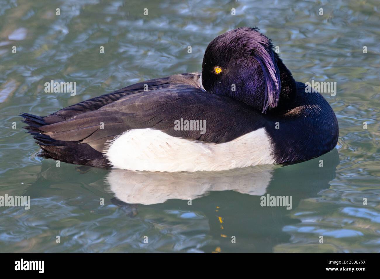 The wind ruffles the crest of a resting Tufted Duck. They are the commonest of the diving ducks found in UK waterways and the drake has bold colours Stock Photo
