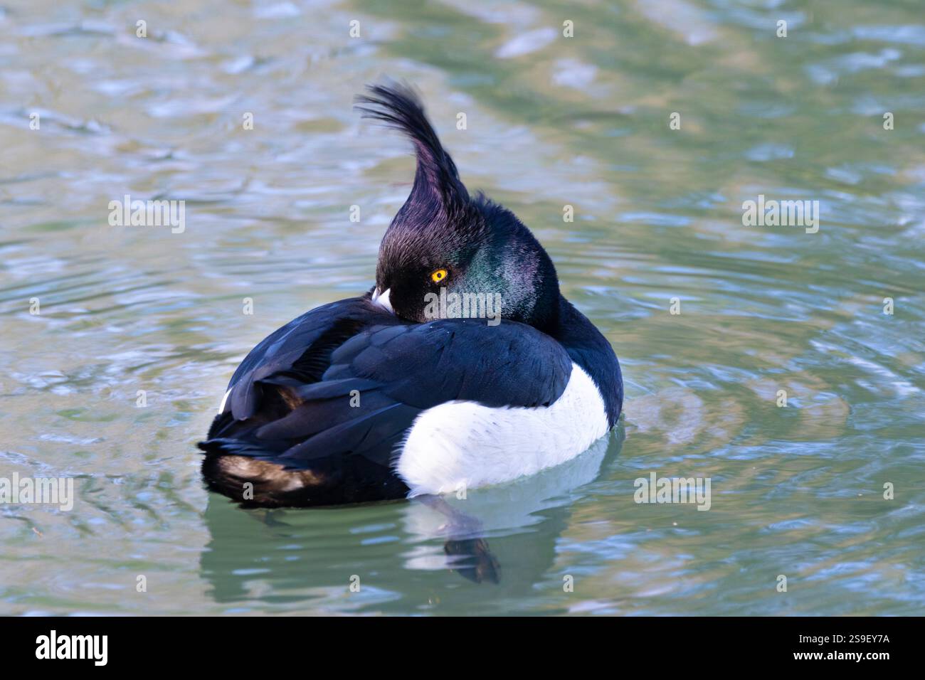 The wind ruffles the crest of a resting Tufted Duck. They are the commonest of the diving ducks found in UK waterways and the drake has bold colours Stock Photo