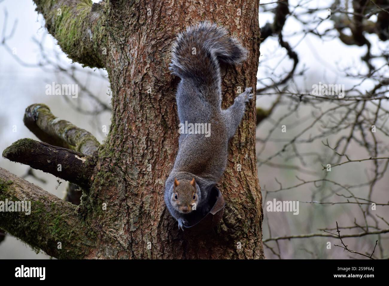 Squirrel on a tree looking straight at the camera - Cornwall, UK Stock Photo