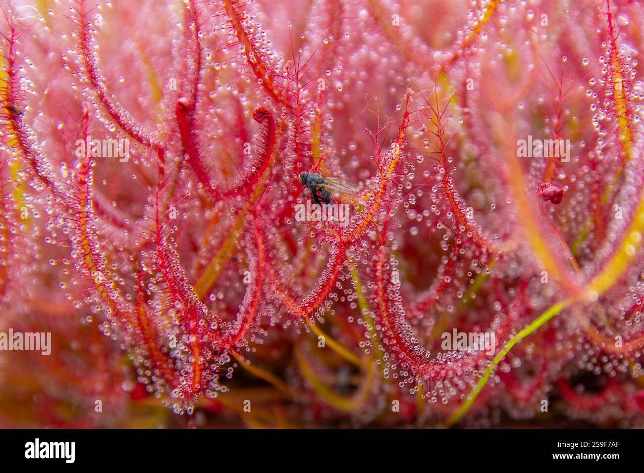 Digested Fly Vibrant colourful sundew Drosera carnivorous plant with captured fly ...