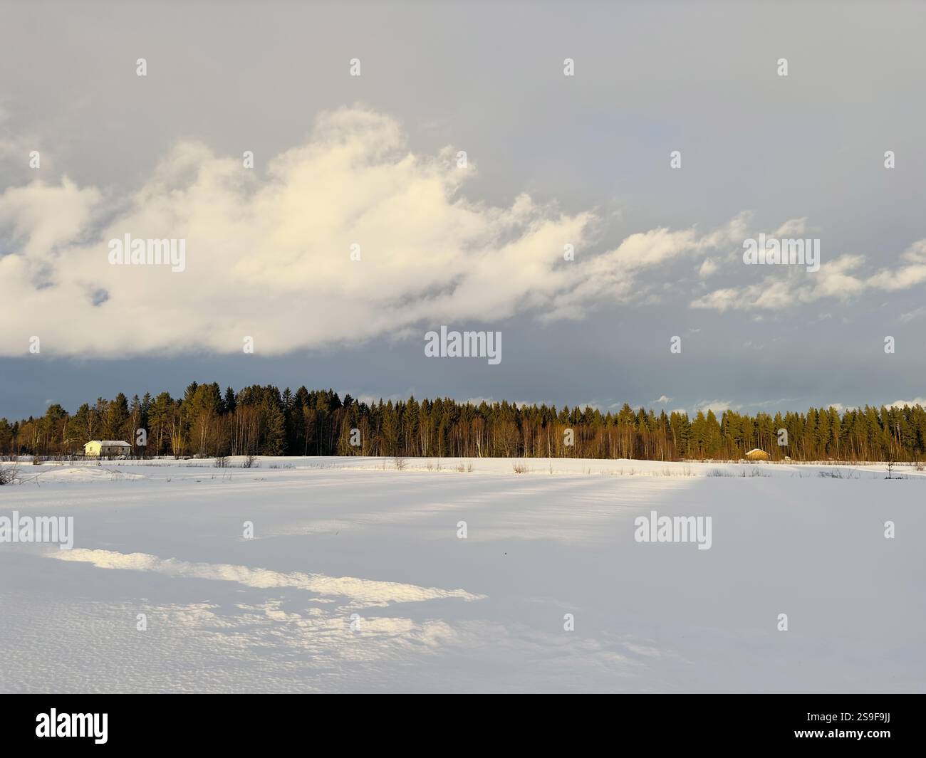 Winter landscape of north Sweden, Snowy field and forest. - Smartphone Captured Stock Image