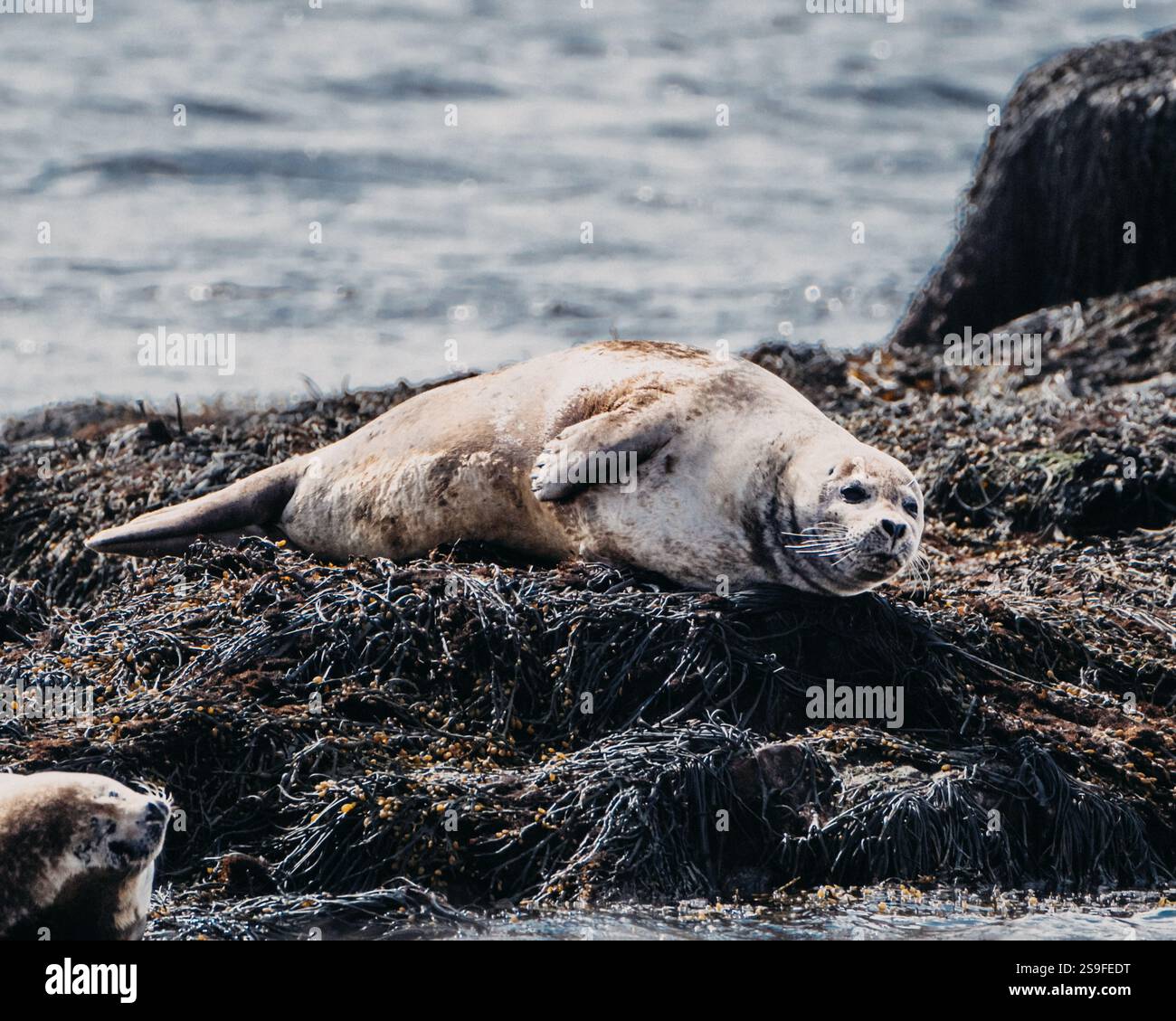 Harbor Seal Resting On Seaweed Covered Rocks Hi res Stock Photography 