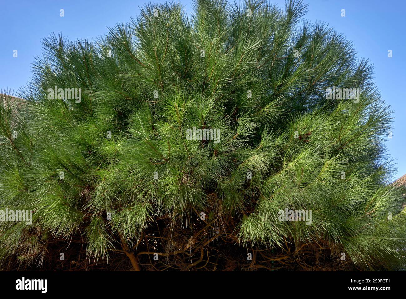 Umbrella pine tree hi-res stock photography and images - Alamy