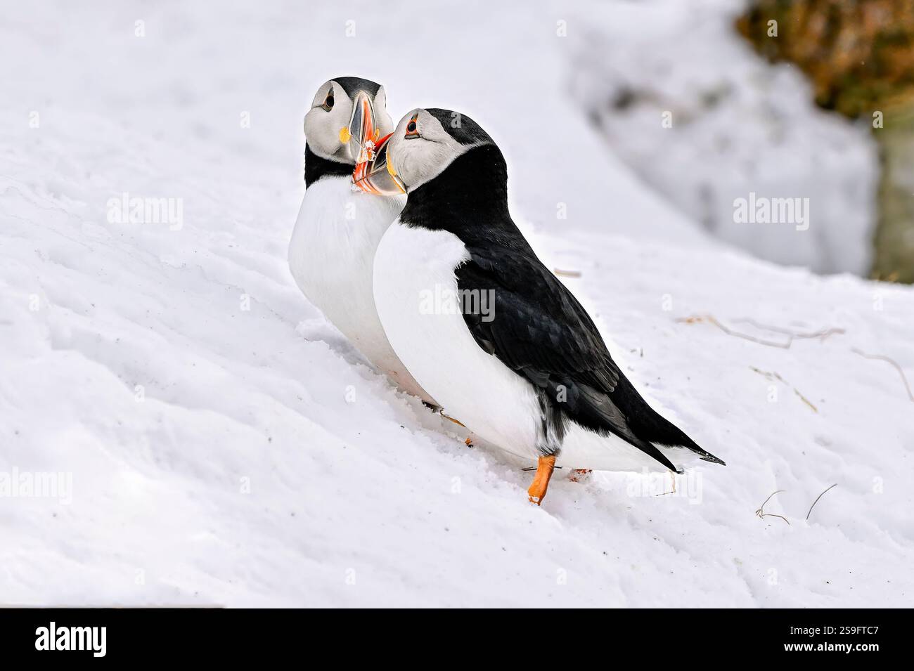 Atlantic puffins snow hi-res stock photography and images - Alamy