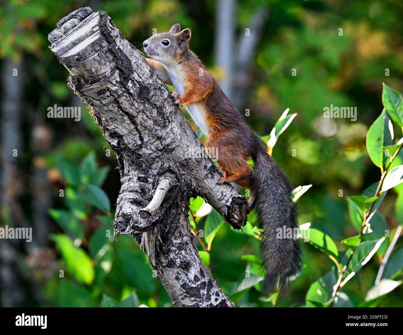 Red squirrel climb upwards Stock Photo