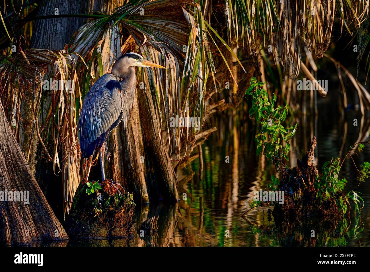 Great Blue Heron in the habitat. Stock Photo