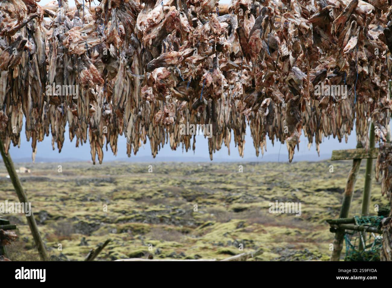 dried cod heads hanging on drying rack Stock Photo - Alamy