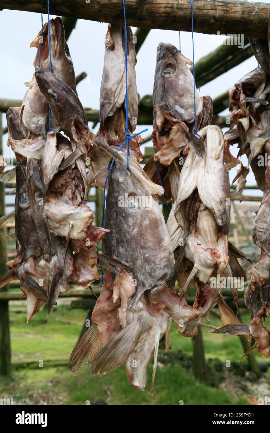 dried cod heads hanging on drying rack Stock Photo - Alamy