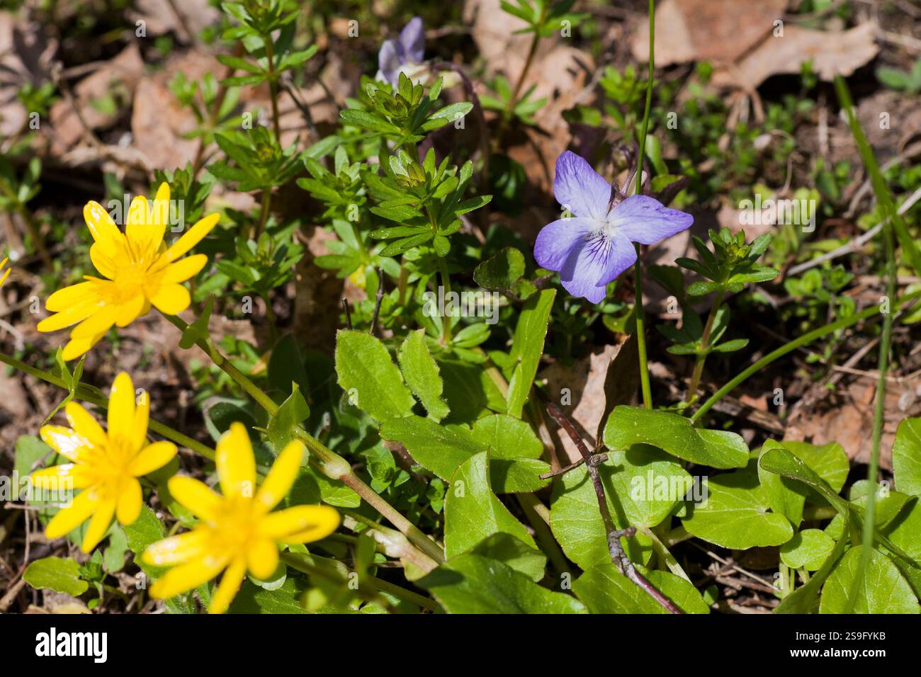 Viola Rivinian VIOLA RIVINIANA Common Dog-violet Stock Photo - Alamy