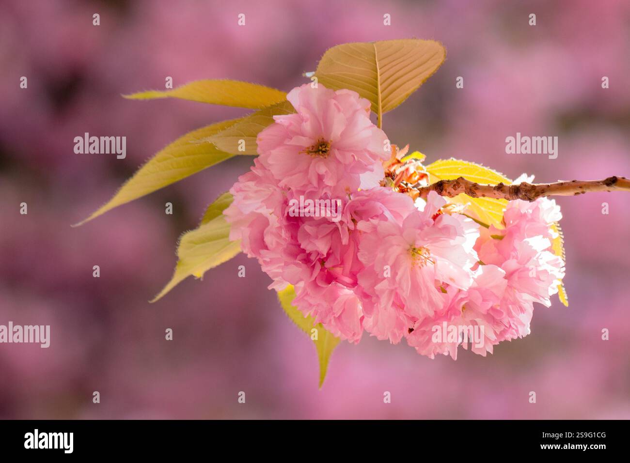 cherry blossom in spring. sunny morning. natural environment.  blurred sakura garden background. romantic season Stock Photo