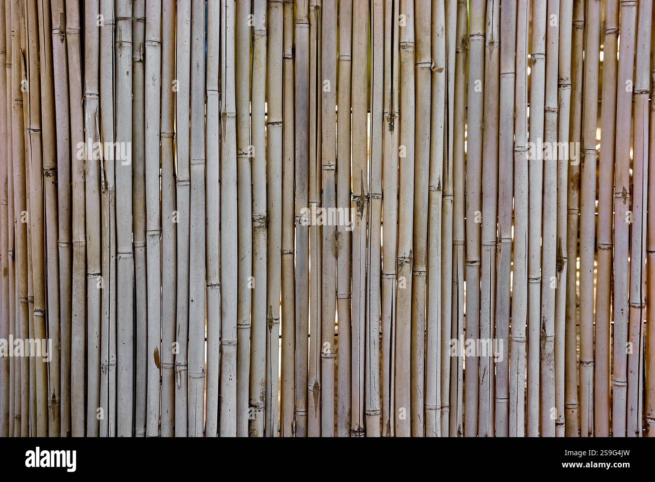 Background of dry bamboo arranged vertically Stock Photo