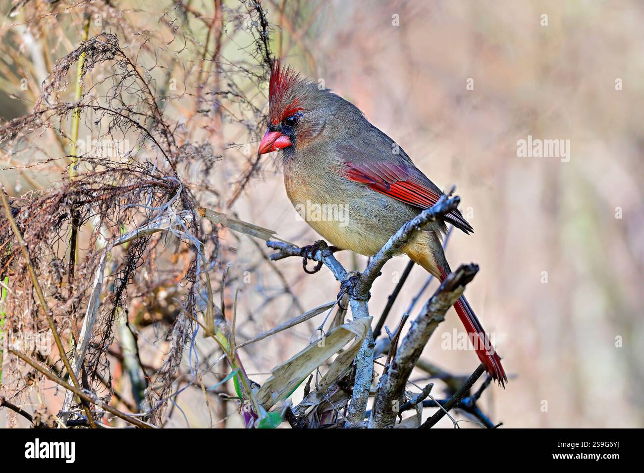 Northern cardinal Stock Photo