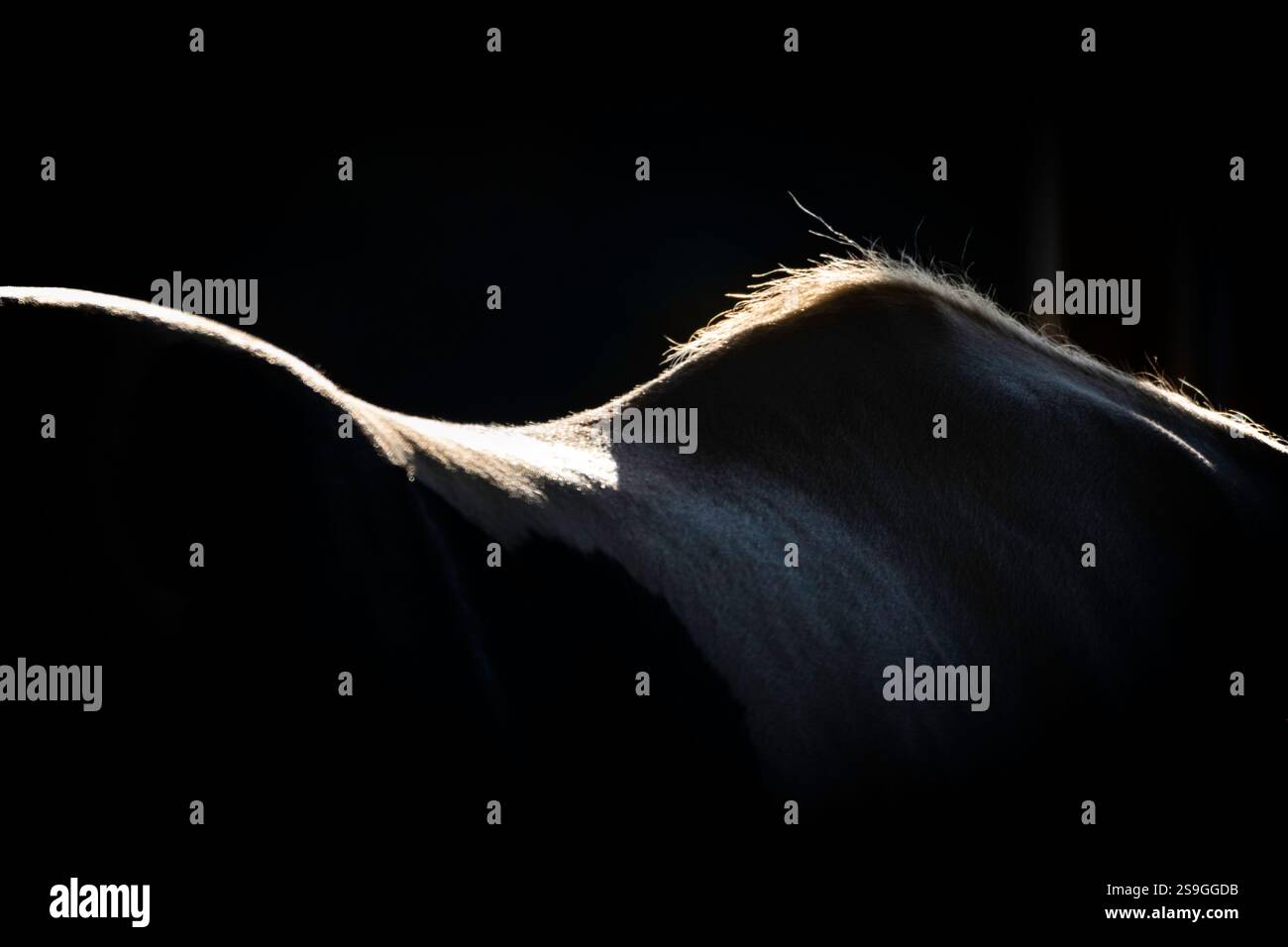 The back of an East European draft horse backlit by bright sunlight. Much of the image is in a shadow. Only the outline of the back is prominent. Stock Photo