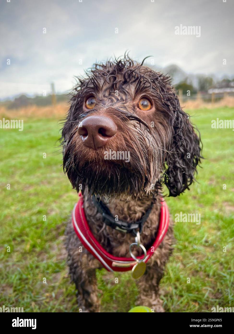 Wet dog on a walk Stock Photo