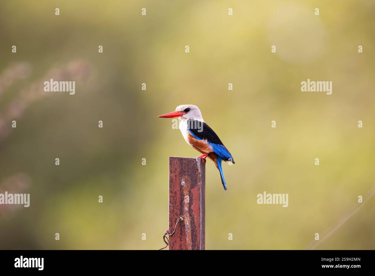 Kingfisher in The Gambia Stock Photo