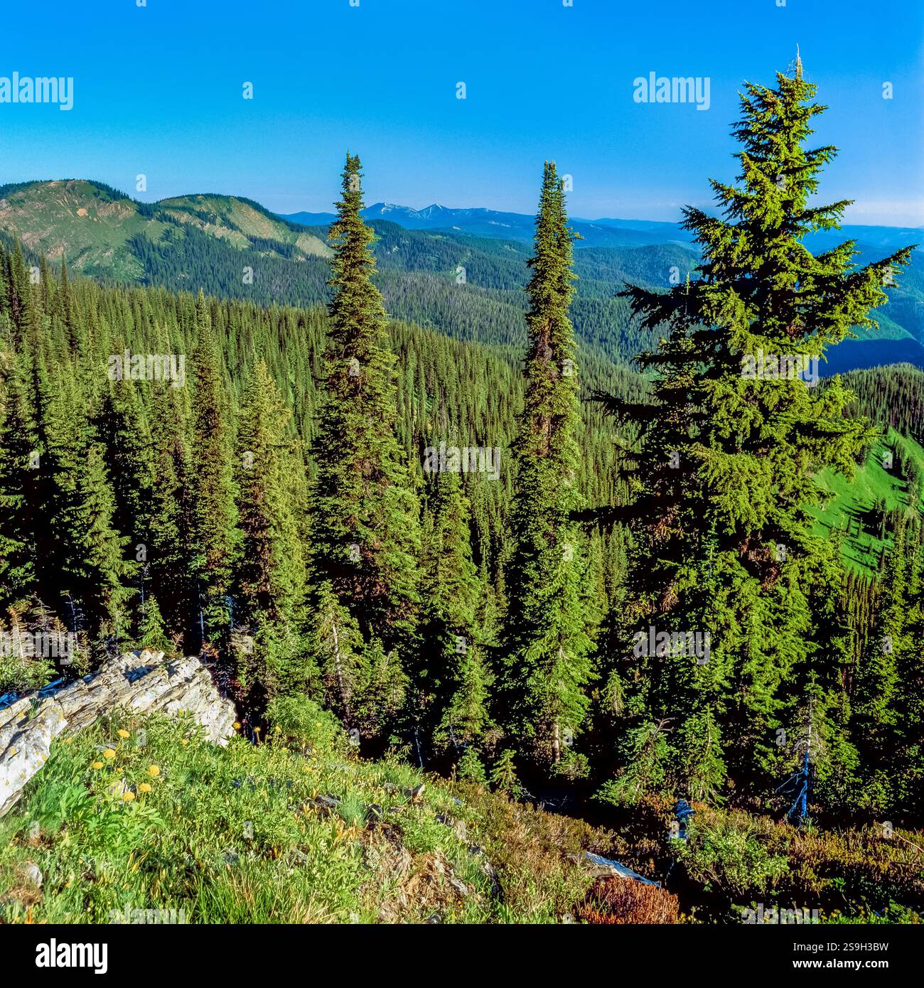 lolo national forest in the dry creek basin of the bitterroot mountains ...