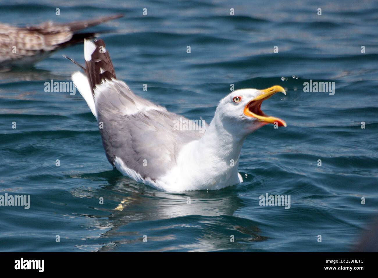 Screaming seagull by the Dalmatian coast Stock Photo