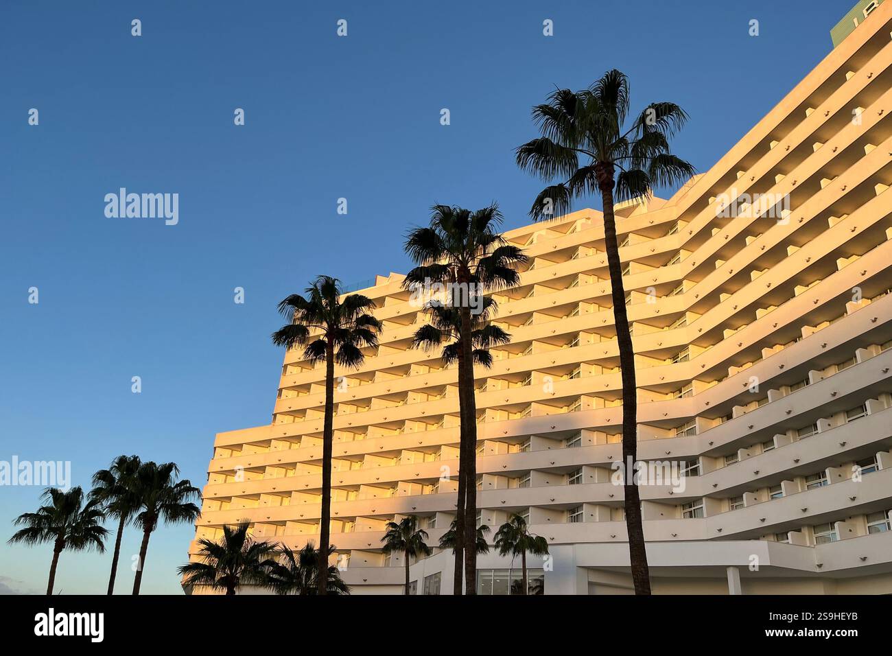 Tall Palm Trees in front of the Iberostar Waves Bouganville Playa Hotel. Costa Adeje, Tenerife, Canary Islands, Spain. 14th January 2025. - Smartphone Captured Stock Image