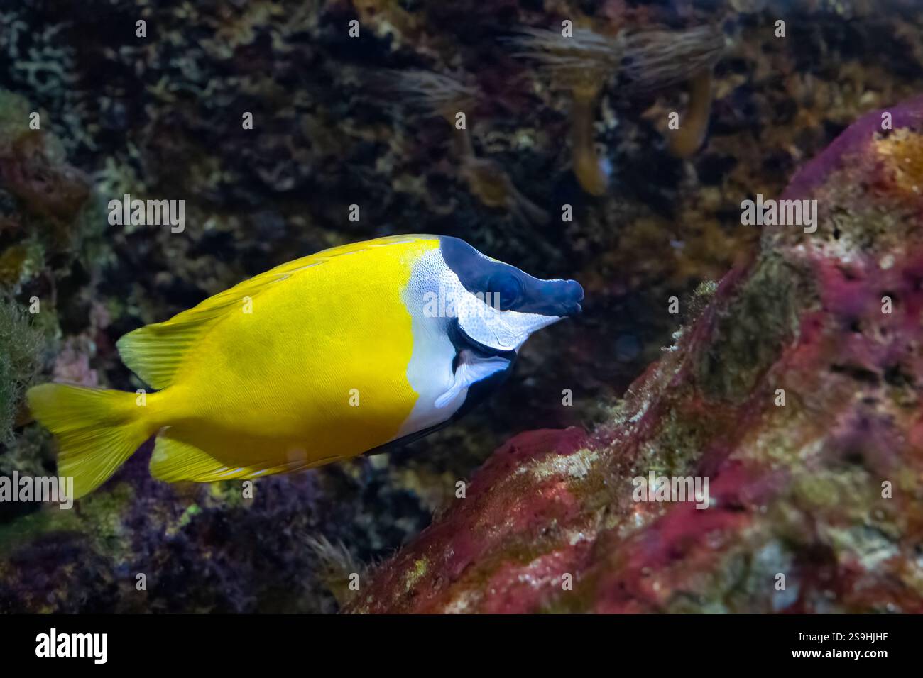 The foxface rabbitfish, Siganus vulpinus, produces venom in the spines ...