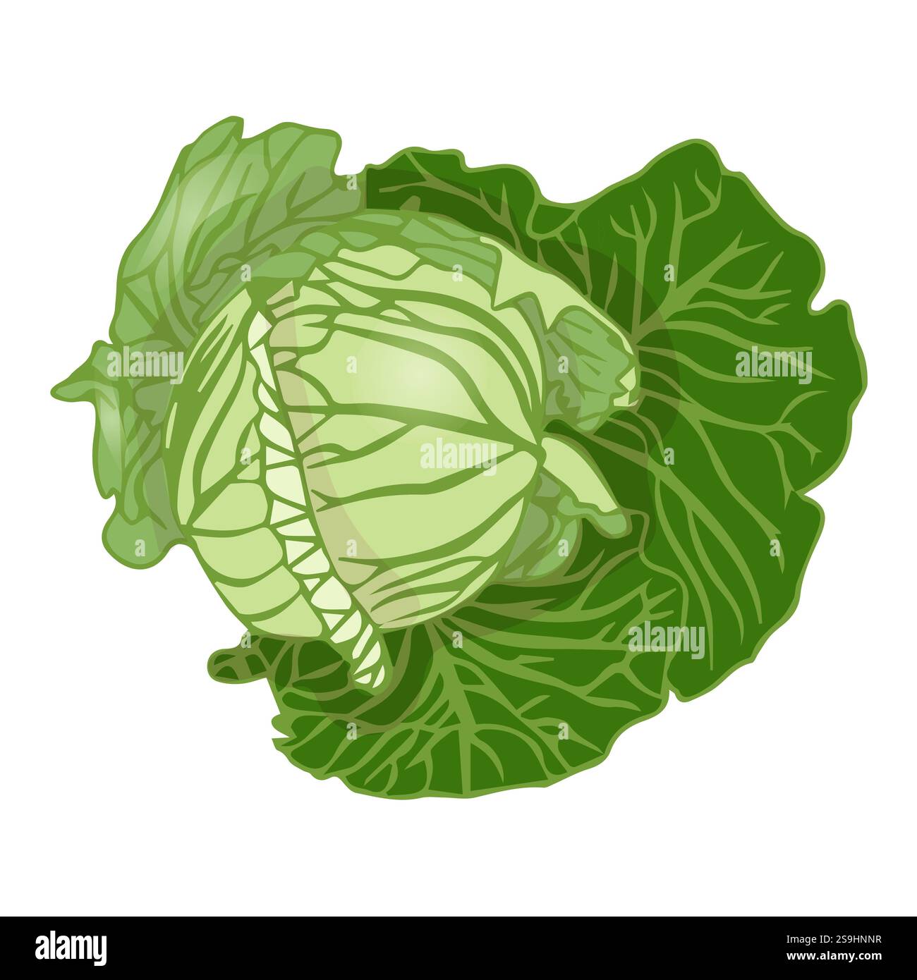 Cabbage head in flat style. Vector illustration isolated on white ...