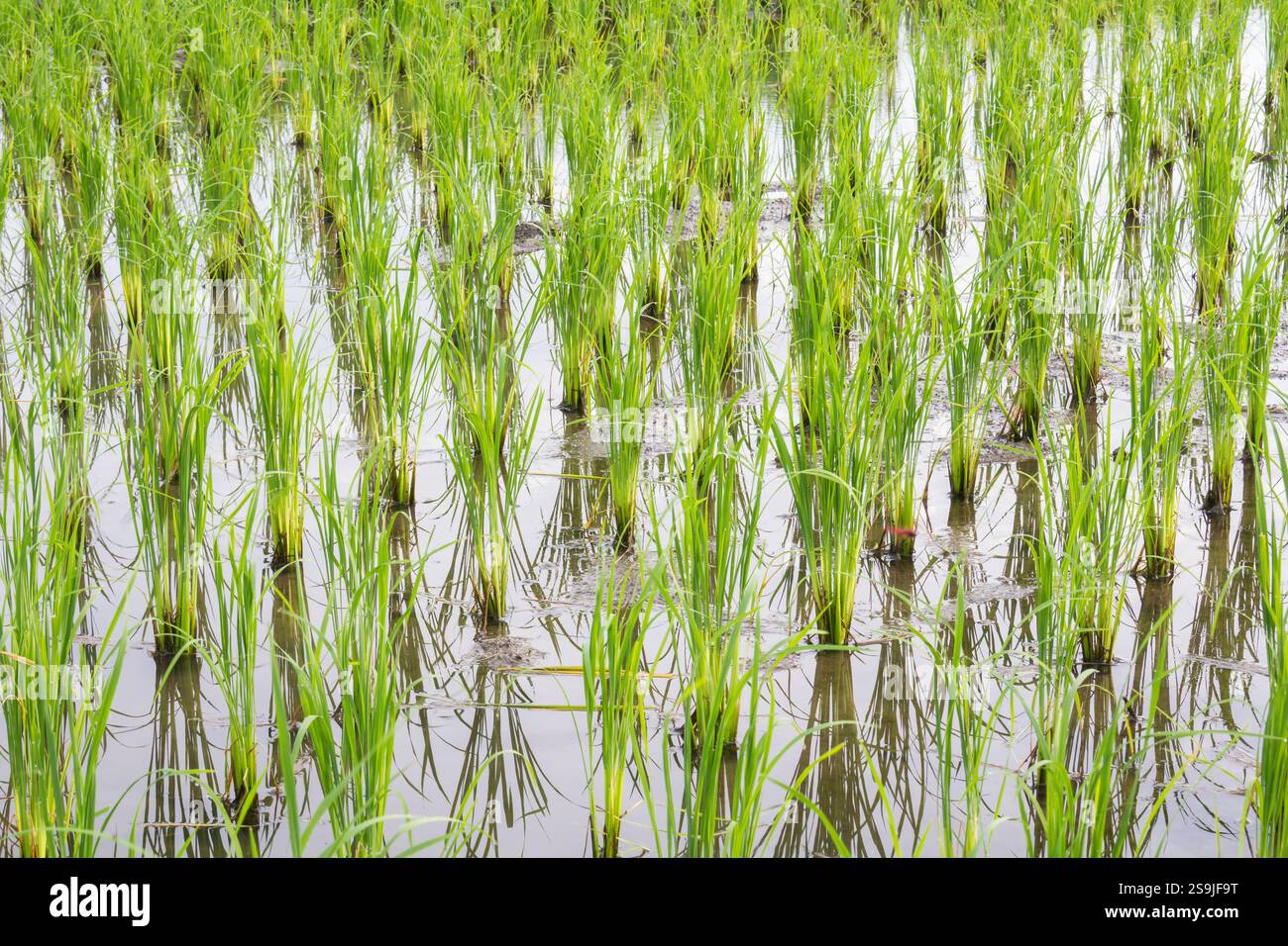 Early Rice Field rice field in early stage Stock Photo - Alamy