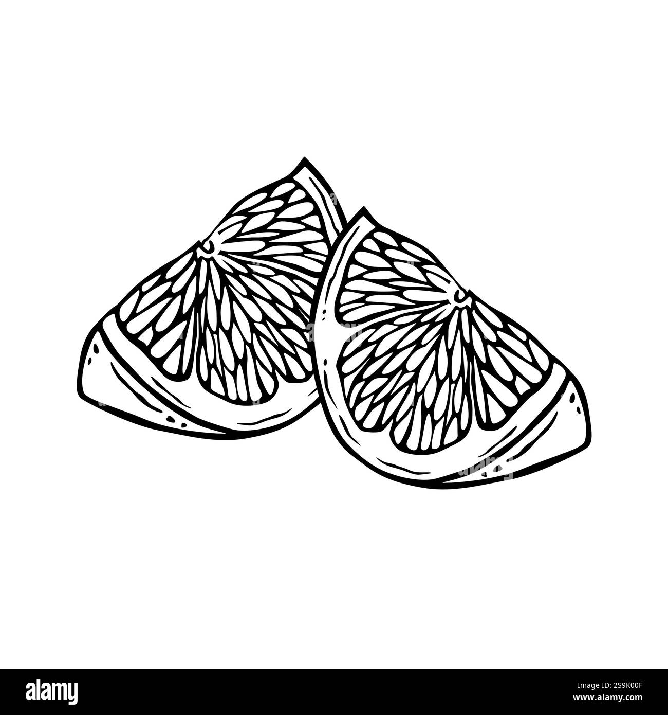 Lemon quarters. Black and white composition of two citrus slices.  Outline ink graphics of a fruit dessert. Vitamin ingredient in a healthy diet Stock Vector