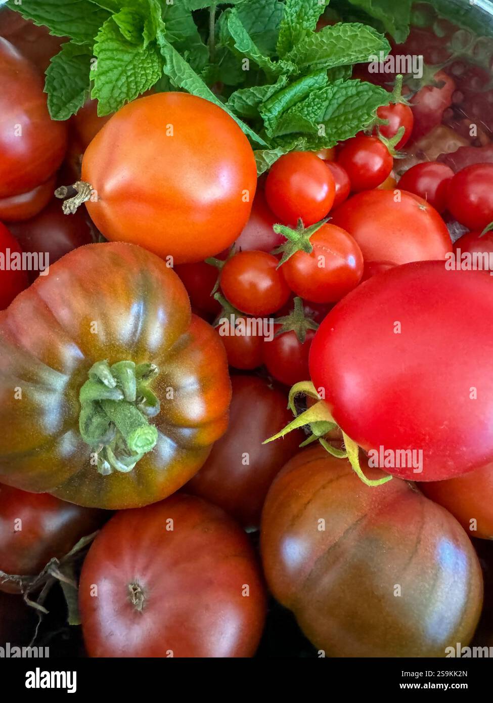 Fresh tomatoes and a sprig of mint out of the garden. - Smartphone Captured Stock Image