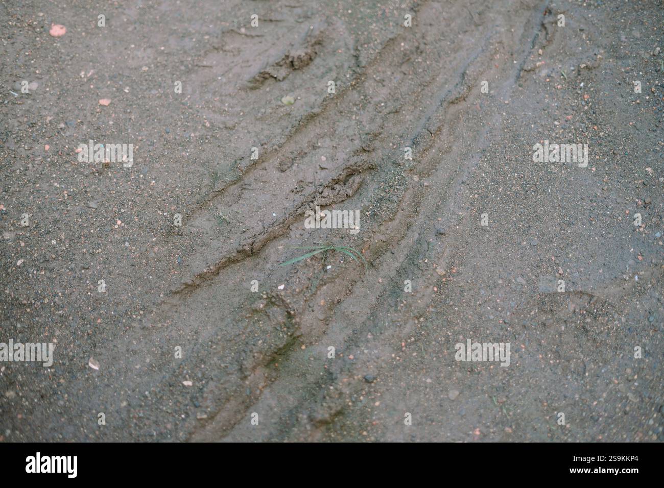 Tire tracks imprinted on a wet, muddy surface. Stock Photo