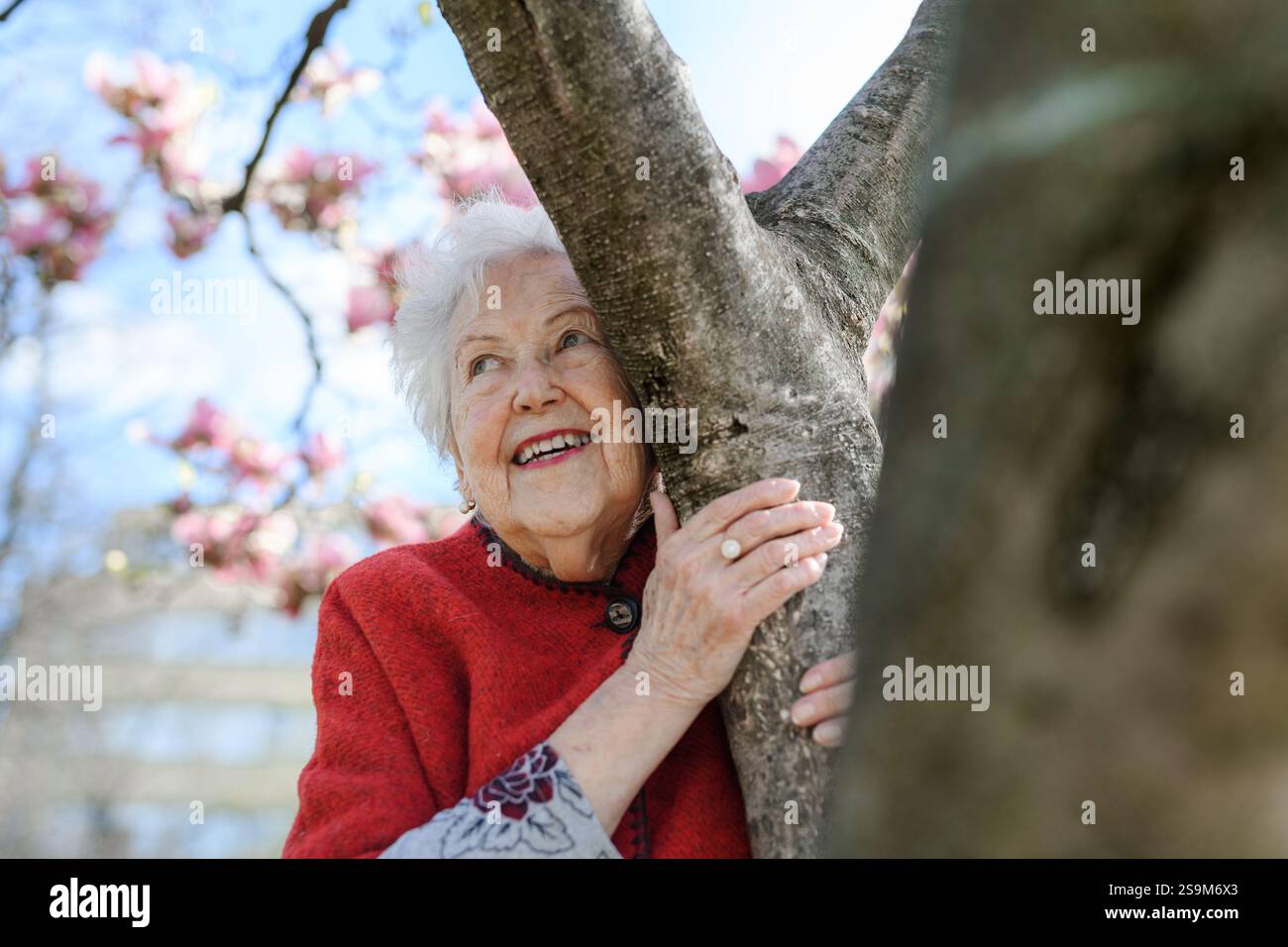 Old magnolia tree hi-res stock photography and images - Alamy