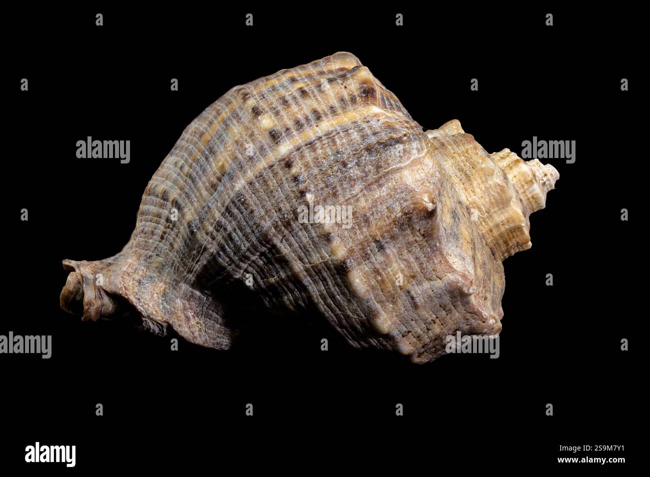 close-up-of-a-rapana-venosa-sea-snail-shell-on-a-black-background